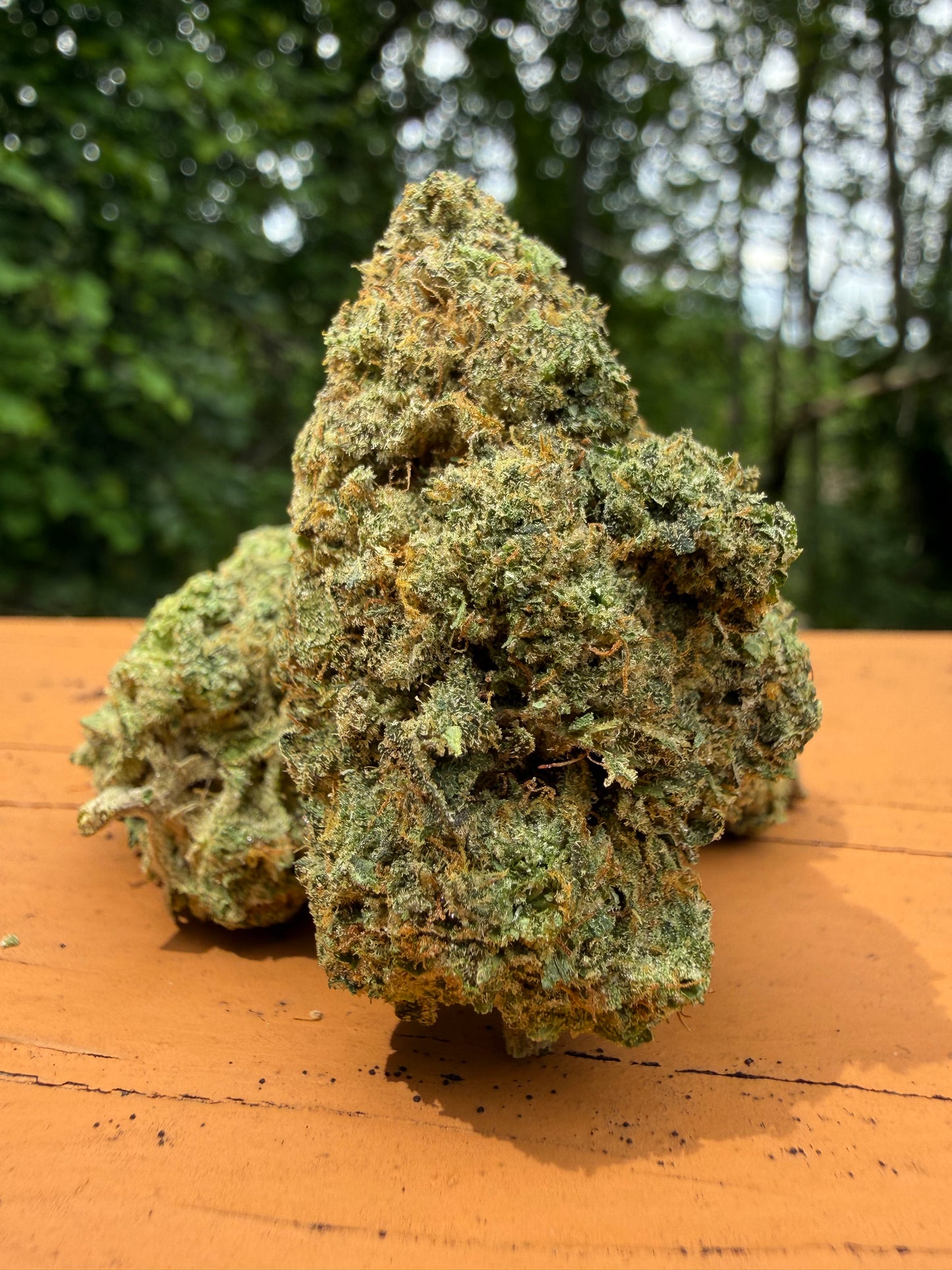 Gelato 45 (IH)