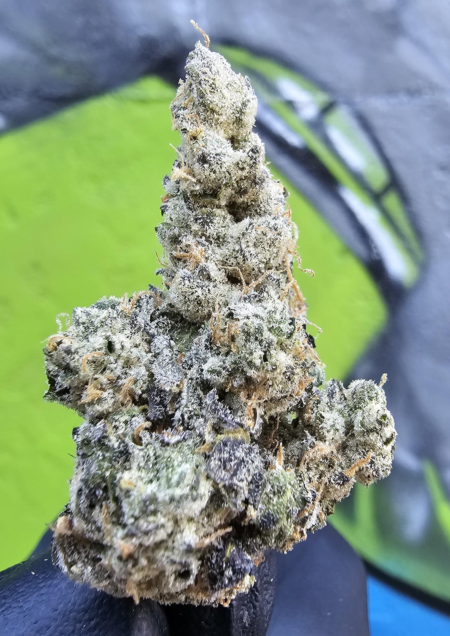 Kush Mintz- Diggity Farms