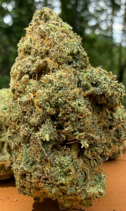 Gelato 45 (IH)