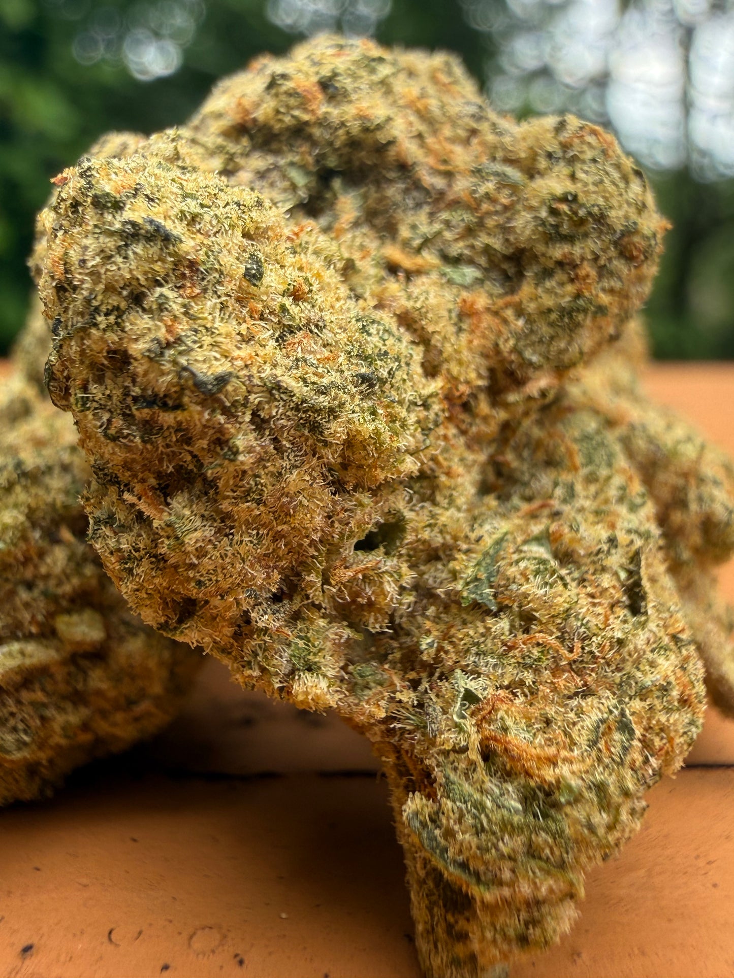 Cap Junky (H) Indoor