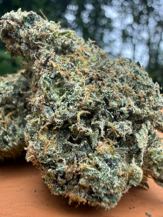 Lemon Cherry Zkittlez (IH) Indoor