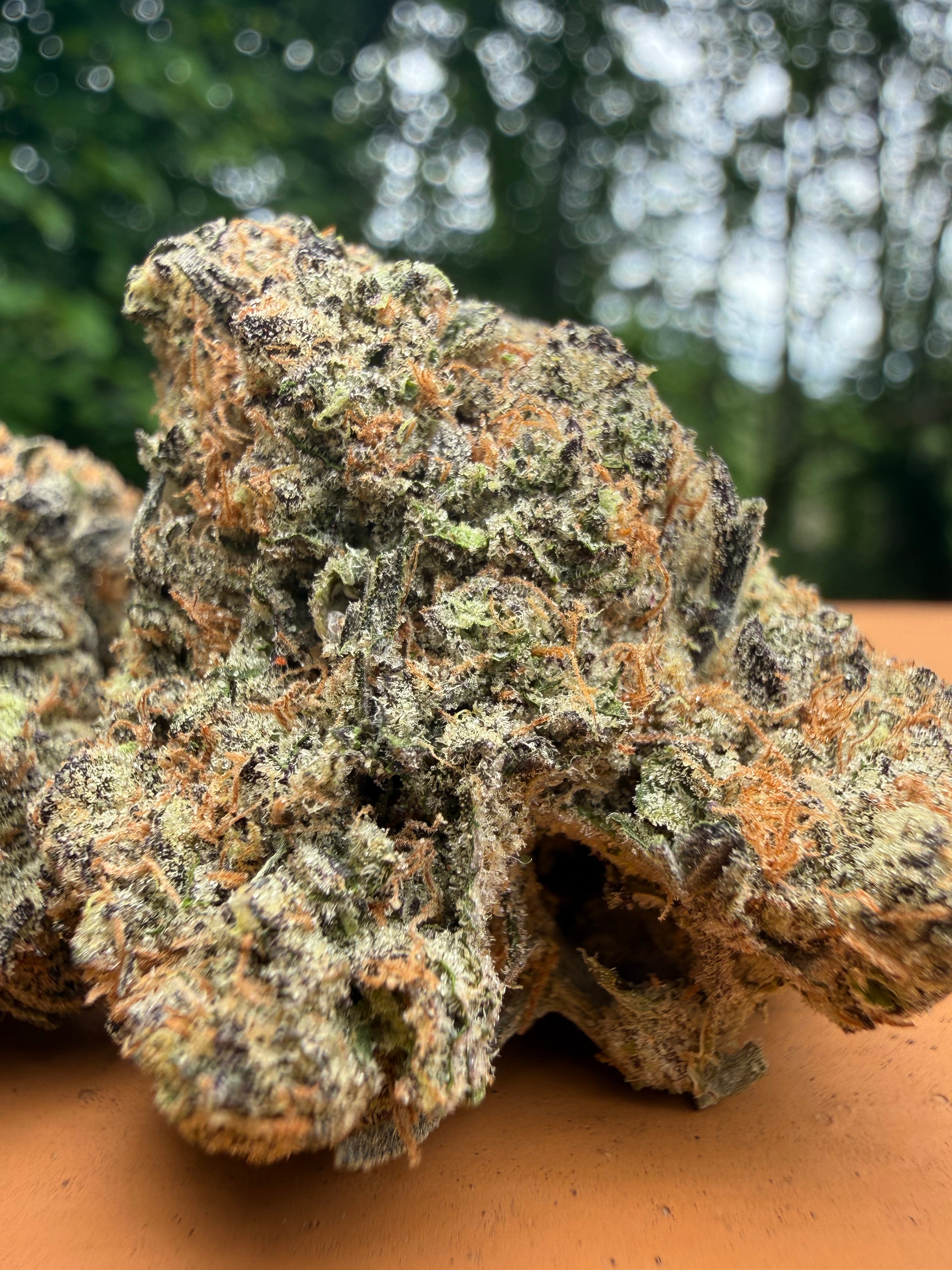 Government Oasis (H) Indoor – AALLC