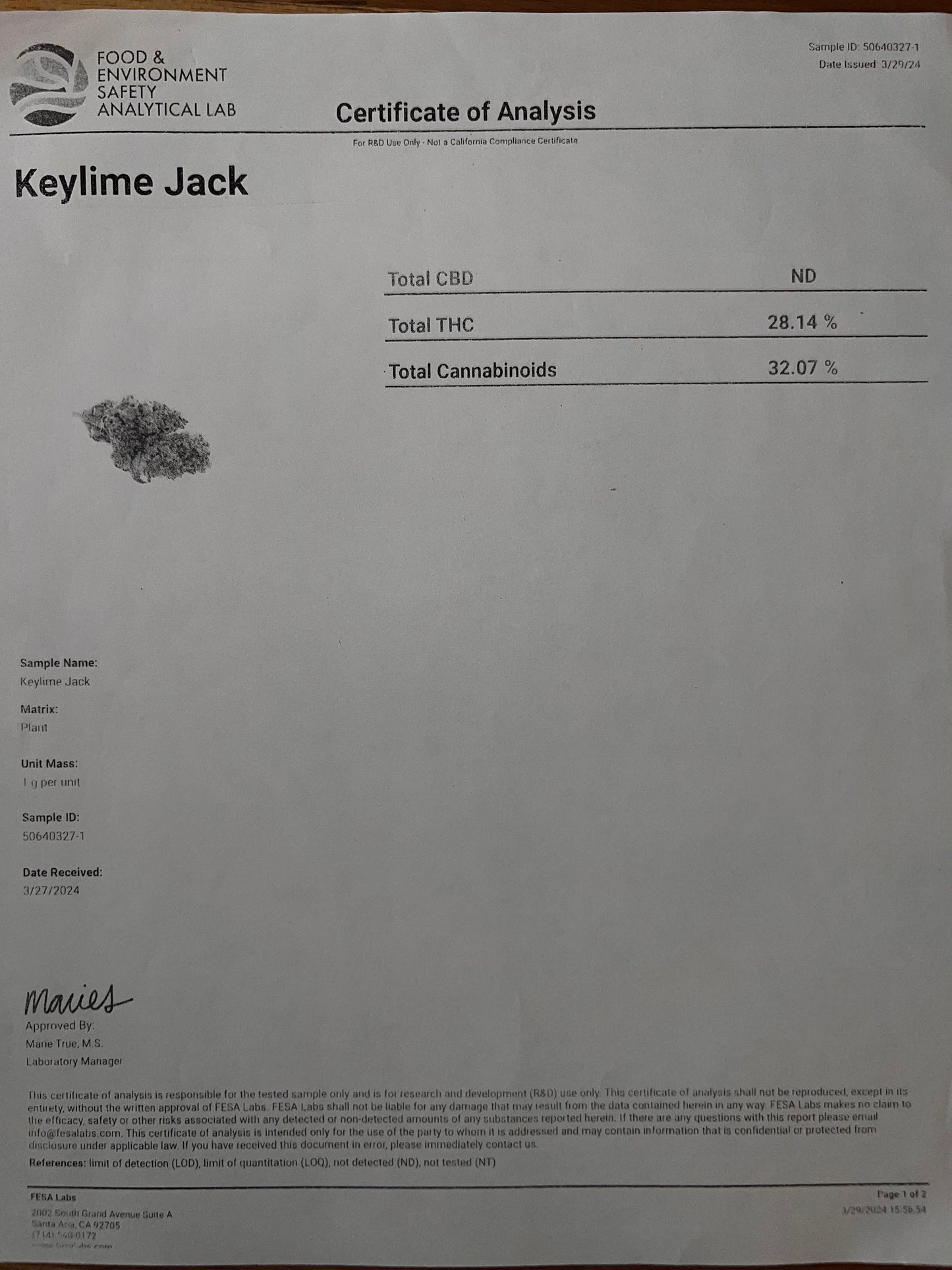 Keylime Jack (indoor smalls)