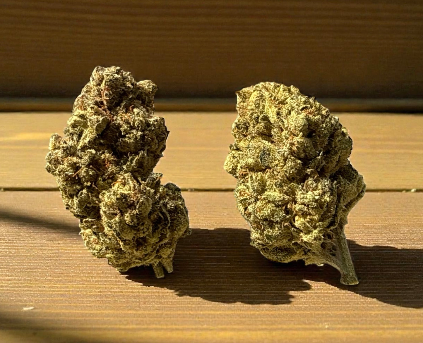 Gorilla Glue (Indoor)