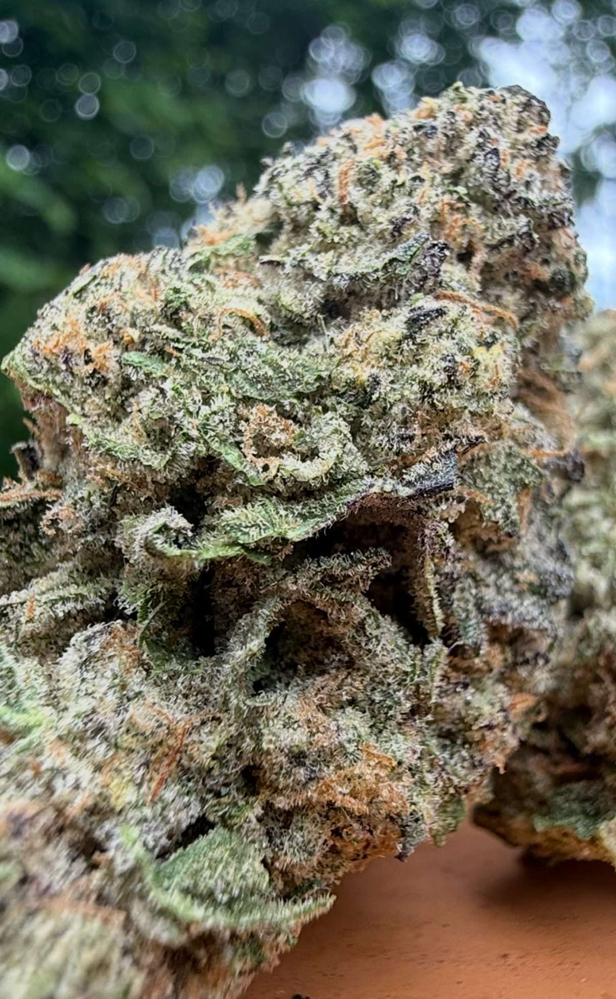 Jealousy Runtz (H) Indoor