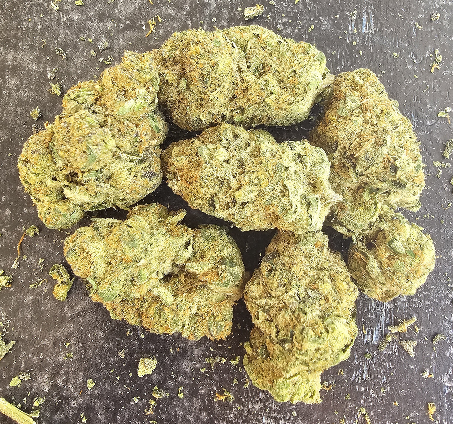 Blumosa- SOG ARMY